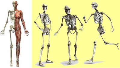 人体骨格